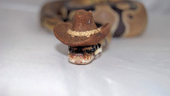 Cute snakes wear hats 87__700.jpg