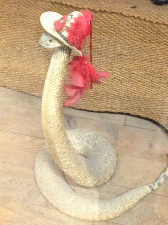 Cute snakes wear hats 90__700.jpg