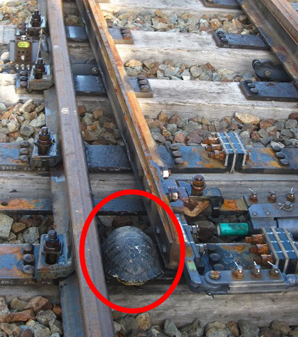 Turtle tunnel train track safety japan railways 2.jpg