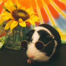 When a guinea pig is way more photogenic than its owner__880.jpg