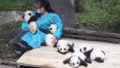 Hugger panda nanny best job protection research center 3.jpg