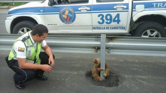 Police rescue sloth cross highway ecuador 4.jpg