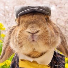Worlds most stylish bunny puipui 1 571f6571b90f5__700.jpg