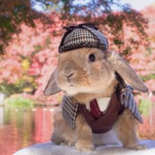 Worlds most stylish bunny puipui 10 571f6584060e9__700.jpg