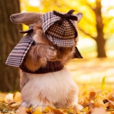 Worlds most stylish bunny puipui 5 571f6579e3d0c__700.jpg