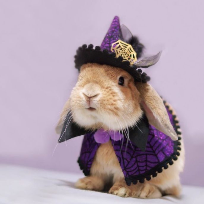 Worlds most stylish bunny puipui 571f67d0a12b1__700.jpg