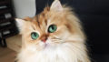 Beautiful fluffy cat british longhair 1.jpg
