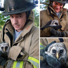 Firefighters rescuing animals saving pets 12 5729aa9c8aa4b__605.jpg