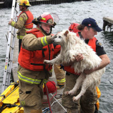 Firefighters rescuing animals saving pets 26 5729ee900a48e__605.jpg