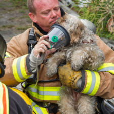 Firefighters rescuing animals saving pets 4 5729a8fd735e5__605.jpg