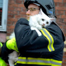 Firefighters rescuing animals saving pets 42 5729ee1bb4a84__605.jpg