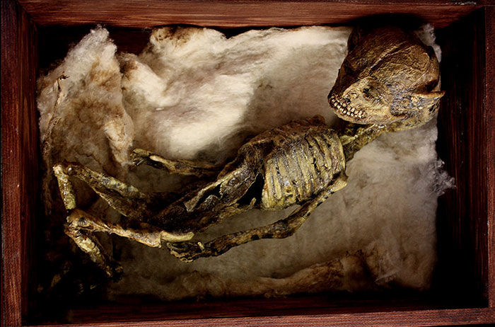 Skulls skeletons thomas theodore merlin home london13.jpg