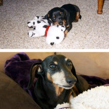 Before after pets growing old first last photos 34 577b9bb7b274e__700.jpg