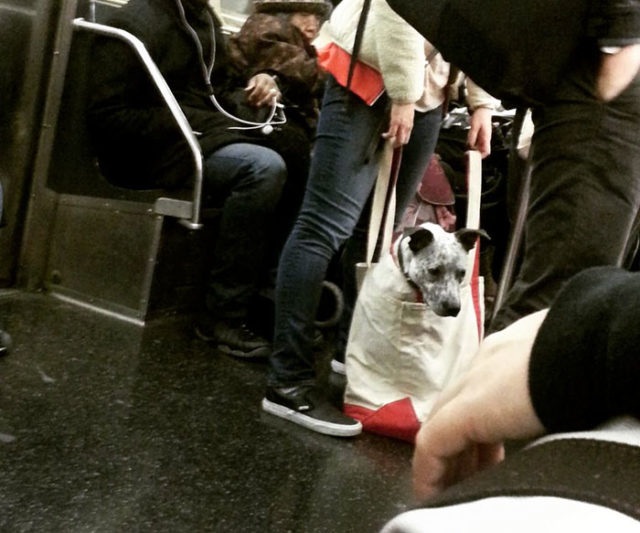 Man with giant dog tote bag new york subway 3.jpg