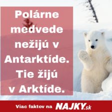 Polarne medvede nezika v antarktide. tie ziju v arktide..jpg