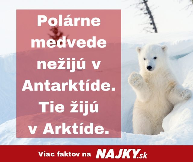 Polarne medvede nezika v antarktide. tie ziju v arktide..jpg