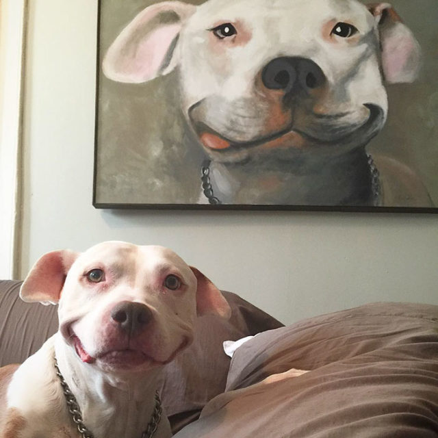 Smiling dog stray pit bull adopted brinks 13.jpg