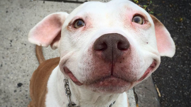 Smiling dog stray pit bull adopted brinks 14.jpg