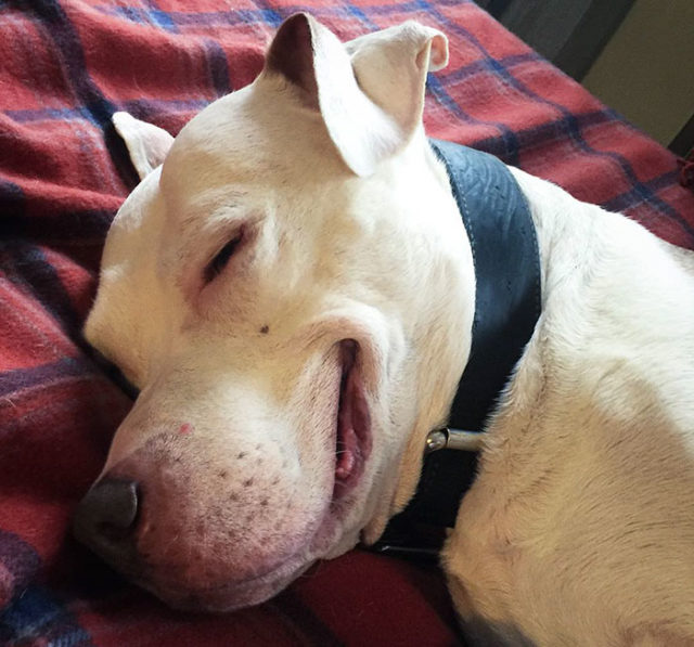 Smiling dog stray pit bull adopted brinks 2.jpg