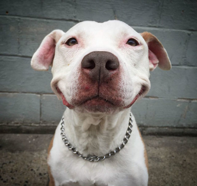 Smiling dog stray pit bull adopted brinks 7.jpg