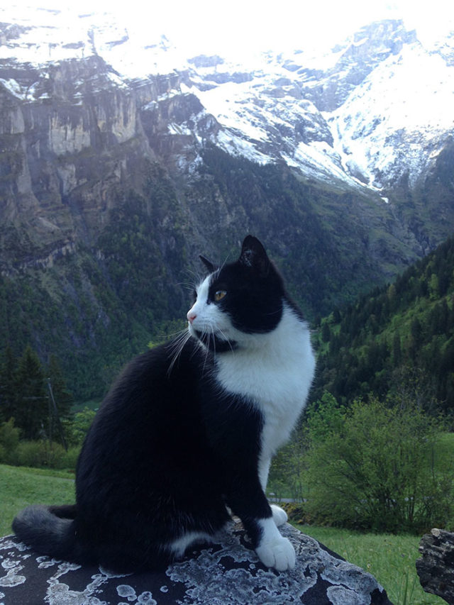 Cat guide man mountain gimmelwald switzerland 3.jpg