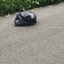 Moving trash bag road abandoned dog malissa sergent lewis 3.gif