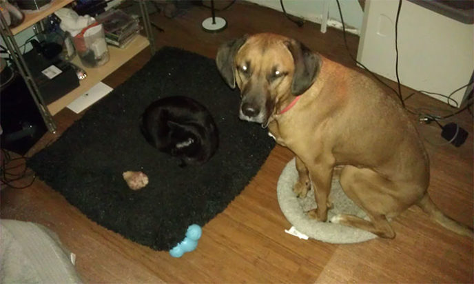 Cats stealing dog beds 32 57e1038da060a__700.jpg