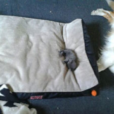 Cats stealing dog beds 48 57e1230a23a5e__700.jpg