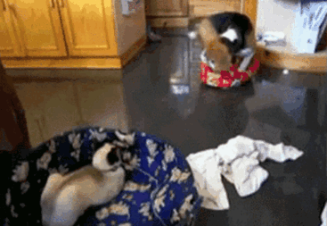 Cats stealing dog beds 5 57e22ea2342ef__700.gif