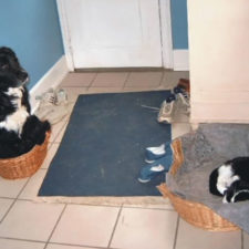 Cats stealing dog beds 64 57e143be4e6c2__700.jpg