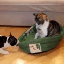 Dogs that had their bed stolen 100 57e138dab83b8__700.gif