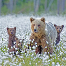 Mother bear cubs animal parenting 19 57e3a2102c937__880.jpg