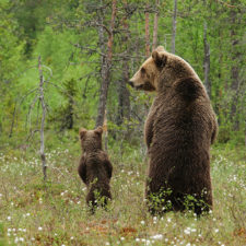 Mother bear cubs animal parenting 2 57e3a1e41ab75__880.jpg