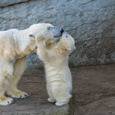 Mother bear cubs animal parenting 28 57e3a8b67ee80__880.jpg