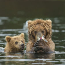 Mother bear cubs animal parenting 33 57e3c2f062870__880.jpg