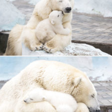 Mother bear cubs animal parenting 44 57e3c7f4e03f5__880.jpg