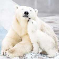 Mother bear cubs animal parenting 46 57e3c979dfdd1__880.jpg