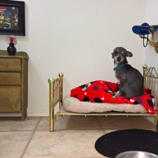 Room for chihuahua dog 1.jpg