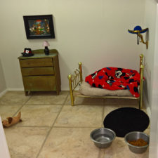 Room for chihuahua dog 4.jpg