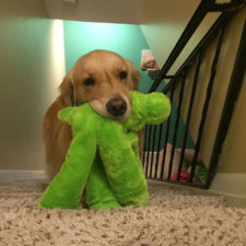 Dog brings toys mojito 2.jpg