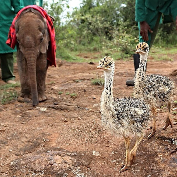 https://www.facebook.com/thedswt