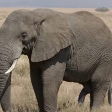 2.slon africky.jpg