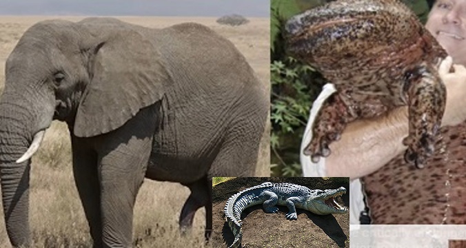 2.slon africky – kopia.jpg