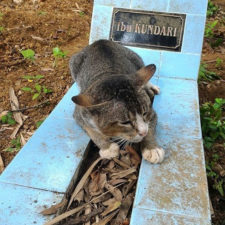 Grieving cat spends year owner grave 1a.jpg