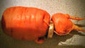 Lost wedding ring carrot germany 1.jpg