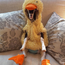 Rescue goat duck costume goats of anarchy polly leanne lauricella 17.jpg