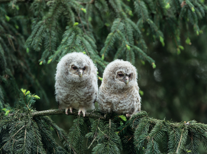 Two Owlets on Branch