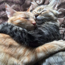 Cats kissing in love louie luna 6 1.jpg