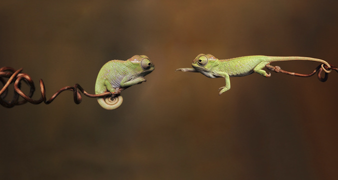 Cute baby chameleons 582b86c584ca1__700.jpg