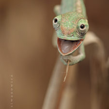 Cute baby chameleons 5830b9556b208__700.jpg